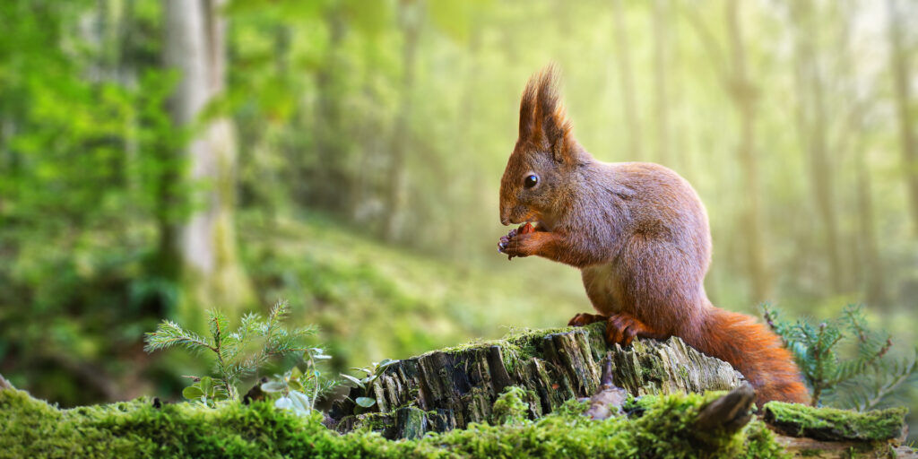 rodent